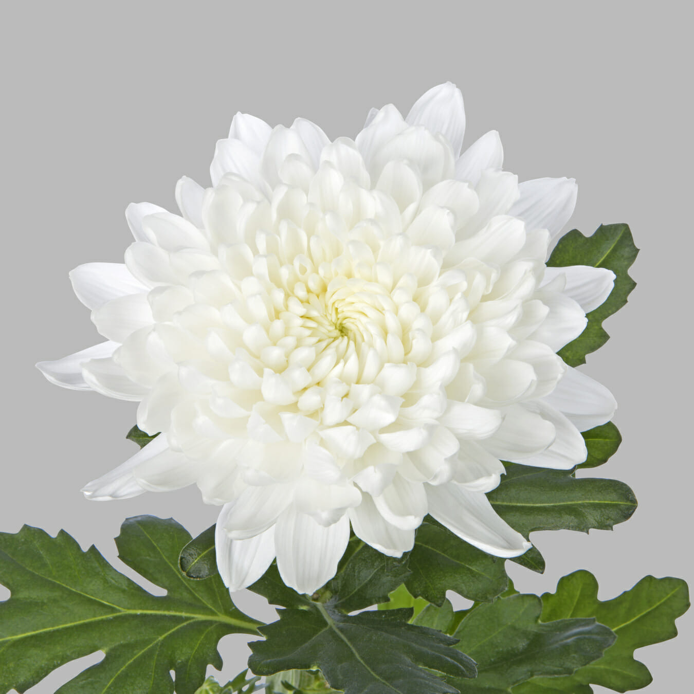 Хризантема пина Колада белая