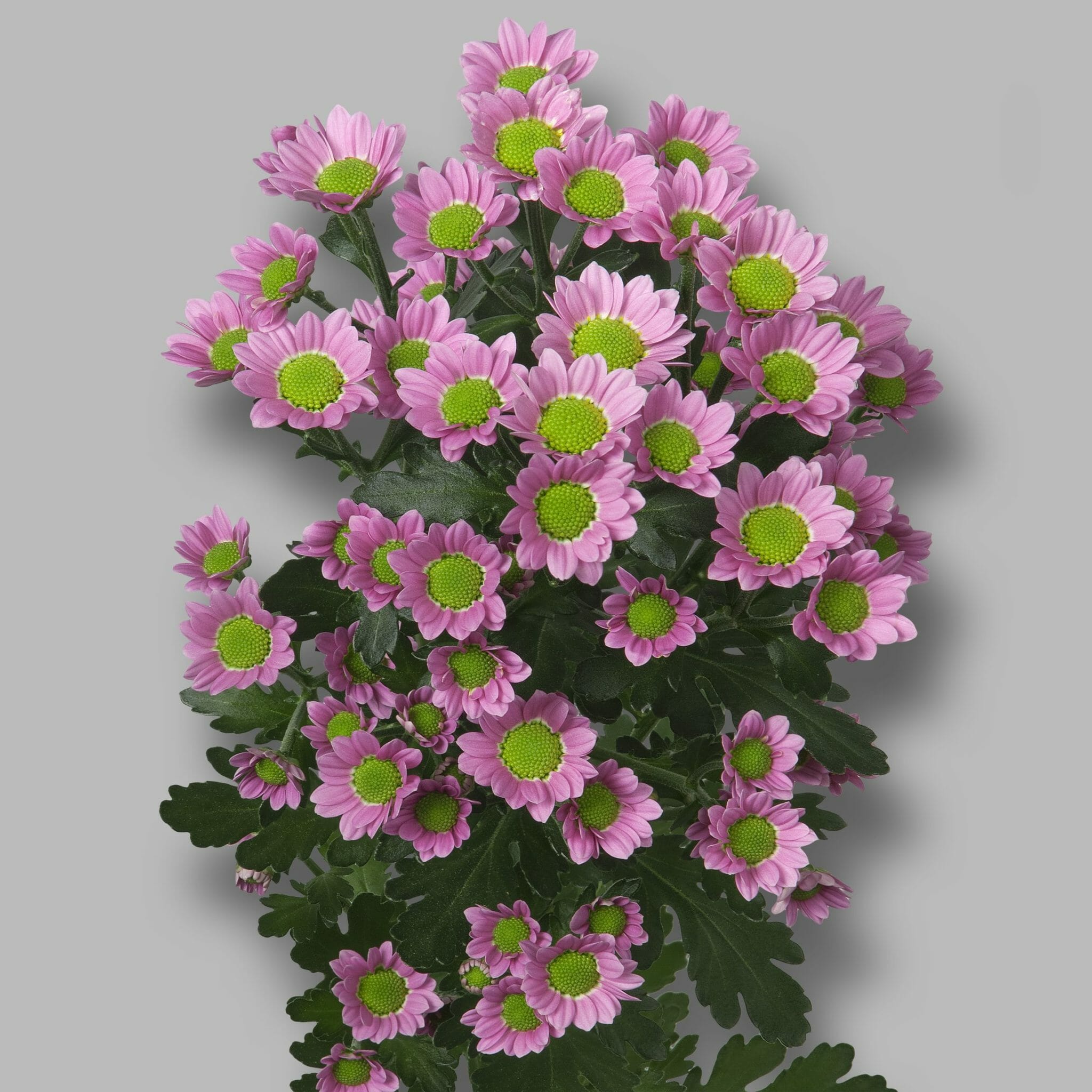 хризантема лолипоп фото