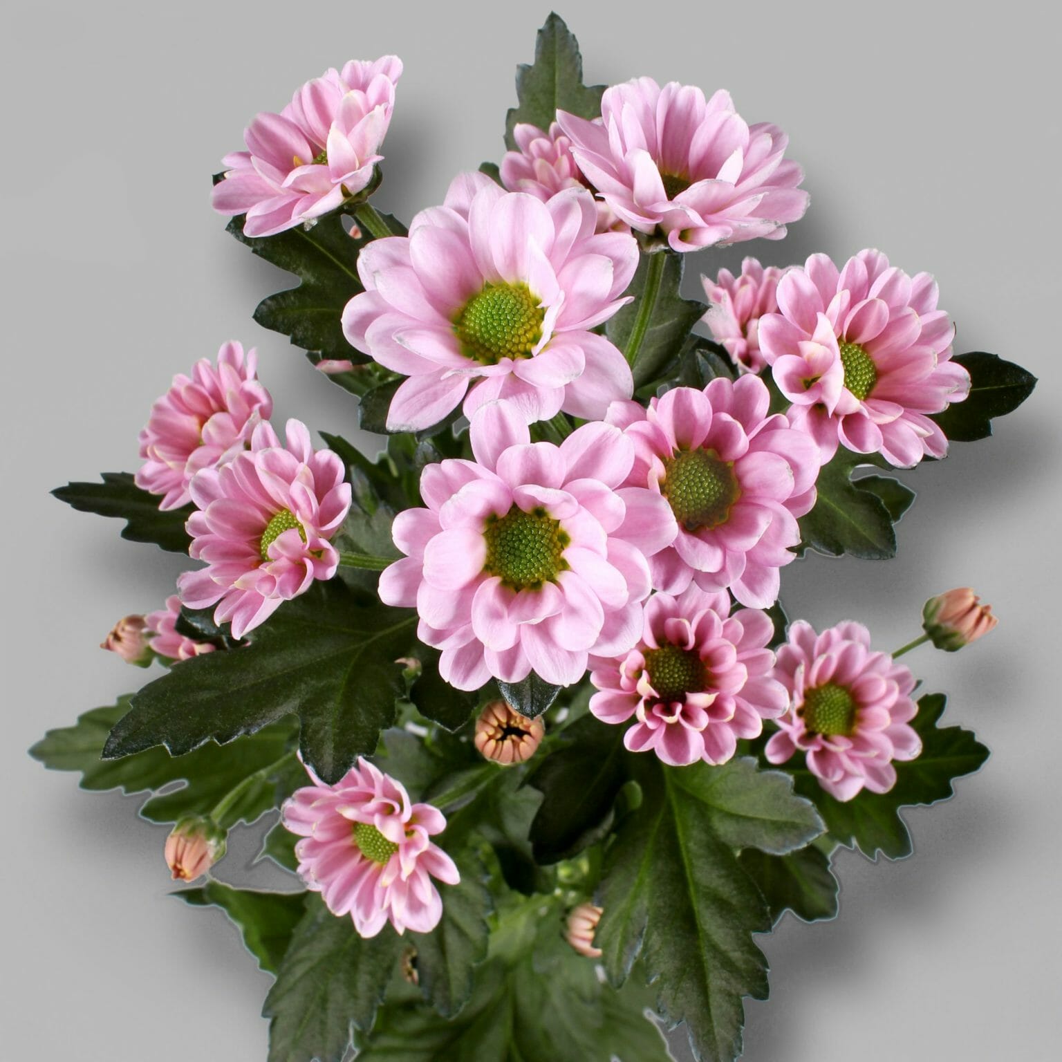 Chrysant Pink Mix in paper look