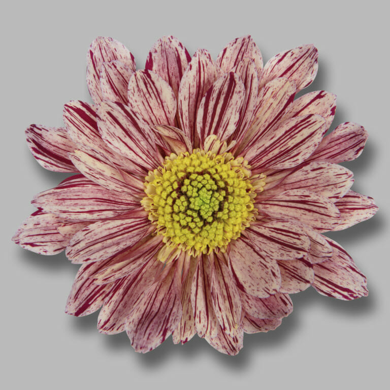 Assortiment; alle chrysanten van dit moment | Just Chrys